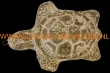 Terracotta schildpadje 10x8x4cm. olijf